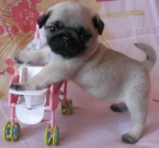 ᴍᴇ֟፝֟ᴜs ʙɪᴄʜ֟፝֟ɪɴʜᴏs • @MyPacks_sz whatsapp stickers