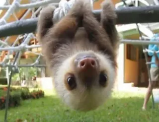 💘 117ce6e1 luiaard, dier, schattig, wilde dieren, zoogdier, natuur telegram sticker