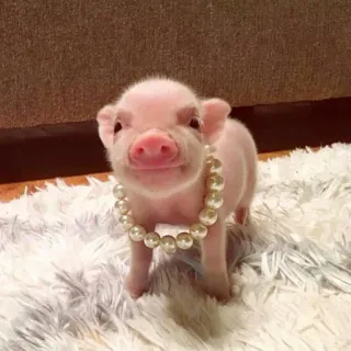 💘 159d48d8 biggetje, schattig, parelketting, lief, dier, roze, huisdier telegram sticker