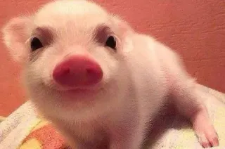 ᴍᴇ֟፝֟ᴜs ʙɪᴄʜ֟፝֟ɪɴʜᴏs • @MyPacks_sz whatsapp stickers