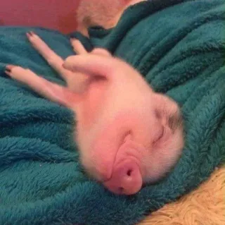 💘 488a75a8 biggetje, slapen, dier, schattig, minivarken, huisdier telegram sticker