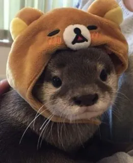 ᴍᴇ֟፝֟ᴜs ʙɪᴄʜ֟፝֟ɪɴʜᴏs • @MyPacks_sz whatsapp stickers