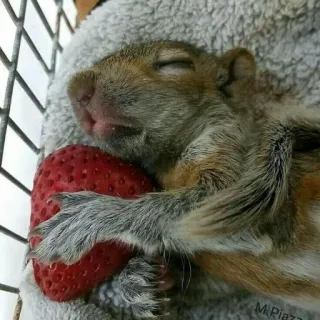 💘 9c02d7f8 eekhoorn, slapen, aardbei, dier, schattig, wilde dieren telegram sticker