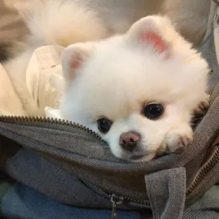 ᴍᴇ֟፝֟ᴜs ʙɪᴄʜ֟፝֟ɪɴʜᴏs • @MyPacks_sz whatsapp stickers