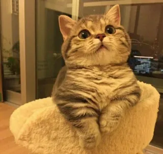 💘 af04e4a0 kat, schattig, dier, kitten, huisdier, katachtig telegram sticker