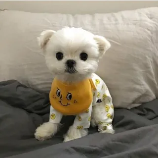 💘 af6b1ebc hond, puppy, schattig, malteser, huisdier, dier telegram sticker