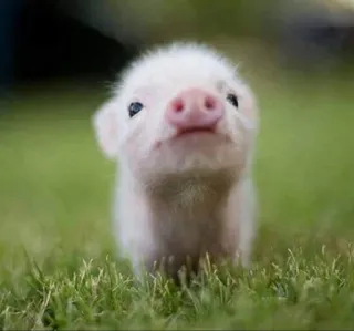 ᴍᴇ֟፝֟ᴜs ʙɪᴄʜ֟፝֟ɪɴʜᴏs • @MyPacks_sz telegram stickers