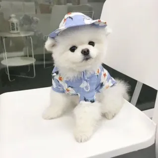 💘 b825c409 hond, puppy, dier, huisdier, schattig, hoed, shirt telegram sticker