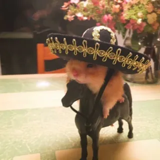 ᴍᴇ֟፝֟ᴜs ʙɪᴄʜ֟፝֟ɪɴʜᴏs • @MyPacks_sz whatsapp stickers