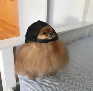 ᴍᴇ֟፝֟ᴜs ʙɪᴄʜ֟፝֟ɪɴʜᴏs • @MyPacks_sz telegram stickers