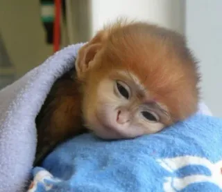 ᴍᴇ֟፝֟ᴜs ʙɪᴄʜ֟፝֟ɪɴʜᴏs • @MyPacks_sz telegram stickers