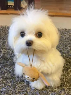 💘 f4fa570c hond, Malteser, huisdier, dier, schattig, speelgoed telegram sticker