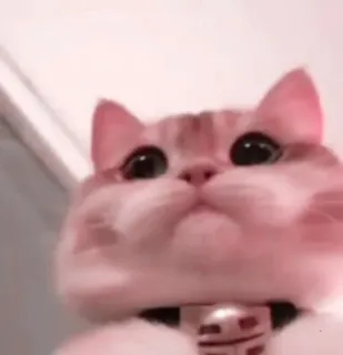 🌷 00af70b2 chat, mignon, animal, animal de compagnie, chaton, chat domestique telegram sticker