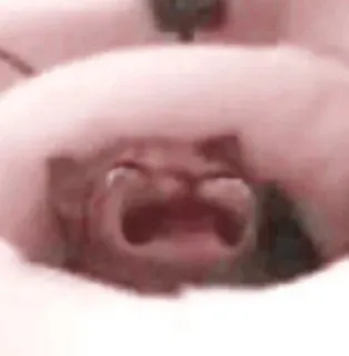 🌷 084ac04c telegram sticker