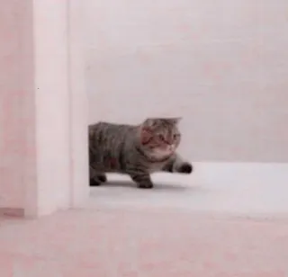 🌷 0ce5d4a5 chat, animal, animal de compagnie, chat domestique, tigré telegram sticker