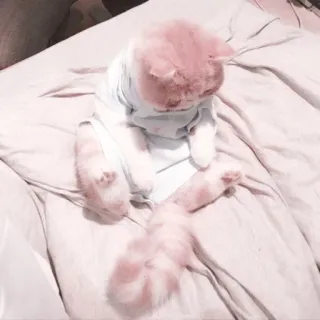 🌷 0f0435e8 chat, rose, chaton, animal, animal de compagnie telegram sticker