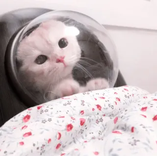 🌷 1623fb57 chat, chaton, animal, animal de compagnie, espace, casque, mignon telegram sticker