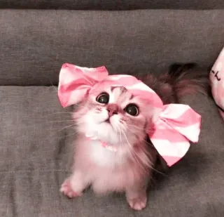 🌷 19365f39 chat, chaton, mignon, animal de compagnie, animal, nœud, rose telegram sticker