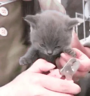 🌷 1eaa444b chaton, chat, animal, animal de compagnie, toilettage, griffes, mignon, petit telegram sticker