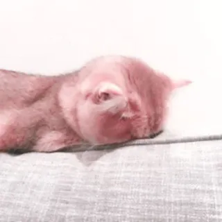 🌷 22dab657 chat, dormir, animal, animal de compagnie telegram sticker