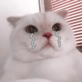 🌷 23fa37a0 chat, pleurs, triste, mème, émotionnel, kawaii, animal telegram sticker