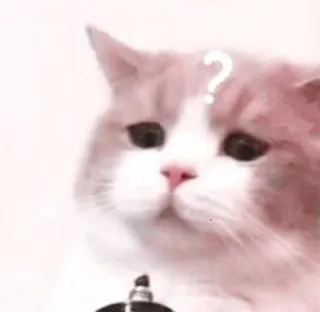 🌷 2be0cda8 chat, question, confus, mignon, animal de compagnie, animal telegram sticker