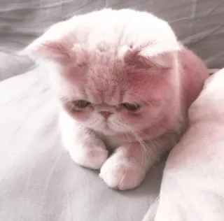 🌷 39a9fa94 chat, chaton, mignon, animal de compagnie, animal, domestique telegram sticker