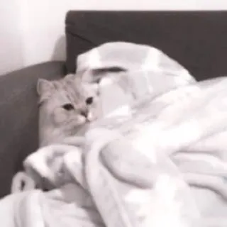 🌷 3c953065 chat, chaton, mignon, animal, animal de compagnie, couverture, lit telegram sticker