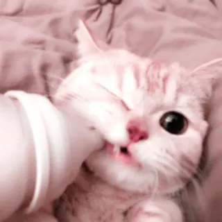 🌷 4301c0ef chat, chaton, animal, mignon, animal de compagnie, mordre, main telegram sticker
