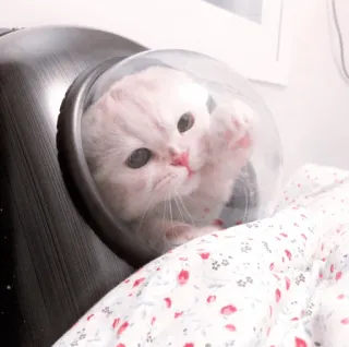 🌷 4312e286 chat, chaton, casque spatial, adorable, mignon, animal de compagnie, animal telegram sticker