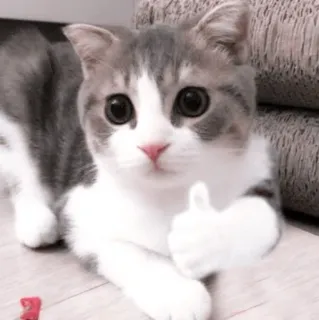 🌷 48bf9cca chat, chaton, pouce levé, mignon, animal, animal de compagnie telegram sticker