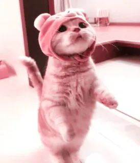 🌷 57b44157 chat, animal, mignon, animal de compagnie, chaton, rose, chapeau, adorable telegram sticker