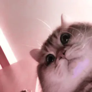 🌷 5a67c5db chat, animal de compagnie, animal, mignon, chat domestique, félin telegram sticker