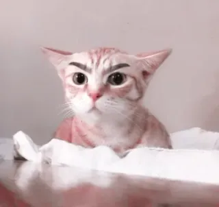 🌷 645b4f75 chat, chaton, animal de compagnie, animal, mignon, drôle, sourcils telegram sticker