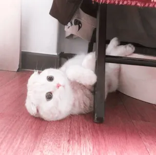 🌷 6e7a93c6 chat, chaton, animal, mignon, scottish fold, chat blanc, animal domestique telegram sticker