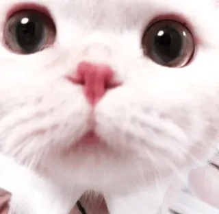 🌷 6fda8122 chat, chat blanc, gros plan, animal, animal de compagnie telegram sticker