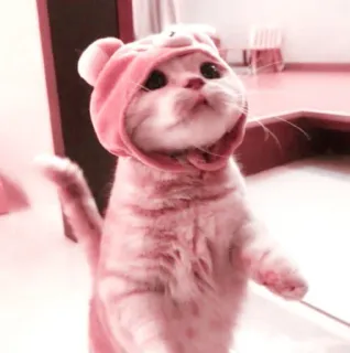 🌷 8f1fcf7f chat, chaton, animal, mignon, rose, animal de compagnie, sweat à capuche telegram sticker