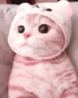 🌷 99e26b2f chat, chaton, animal, chapeau, mignon, animal de compagnie, animal domestique telegram sticker