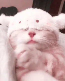 🌷 a2216e42 chat, chaton, dormir, mignon, chapeau, animal, animal de compagnie telegram sticker