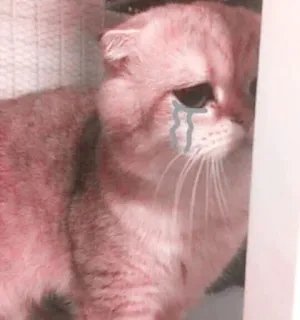 🌷 a6937162 chat, triste, pleurs, chaton, rose, mignon, animal domestique telegram sticker