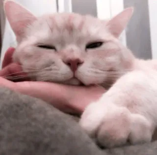 🌷 aa9d1b6f chat, animal de compagnie, animal, mammifère, chat domestique, félin, mignon telegram sticker