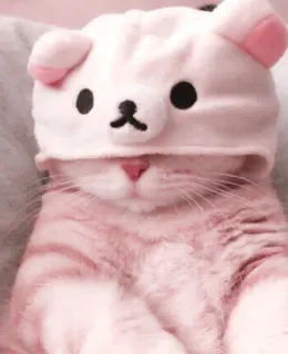 ⸝⸝🐈  ⨾  MEYONG ｡៹ @ANGELBABIES telegram stickers