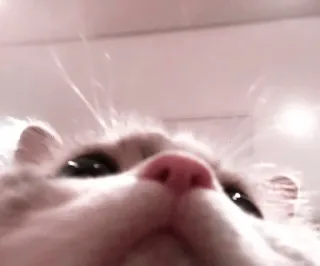 🌷 c6161ede chat, animal, animal de compagnie, gros plan, nez, animal domestique telegram sticker