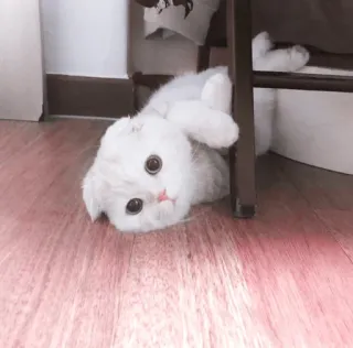 🌷 dc924a77 chat, mignon, blanc, chaton, animal, domestique telegram sticker