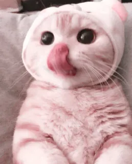 🌷 deceebf9 chat, animal, chaton, animal de compagnie, mignon, rose, chapeau, lécher telegram sticker