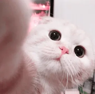 🌷 e4896260 chat, mignon, blanc, animal de compagnie, animal, domestique telegram sticker