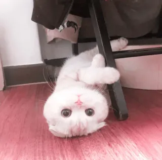 🌷 eb6233f5 chat, chaton, mignon, blanc, animal, animal de compagnie, à l'envers telegram sticker