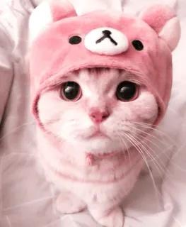 🌷 f1922d33 chat, chaton, mignon, rose, animal, animal de compagnie, kawaii telegram sticker