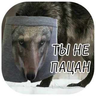 🐺 a97f80c3 ТЫ НЕ ПАЦАН lobo, roupa íntima, animal, engraçado, meme whatsapp sticker
