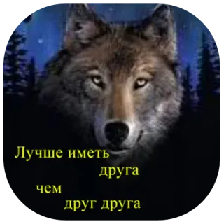 🐺 e875aeb0 Лучше иметь друга чем друг друга lobo, amizade, natureza, animal, vida selvagem whatsapp sticker